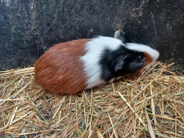 Image 7 of Baby guinea pigs stoke on trent
