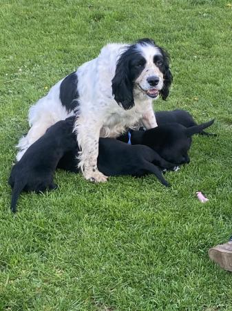 Image 18 of Springador puppies for sale