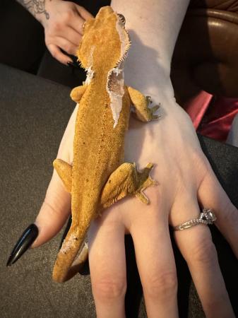 Image 2 of Breeding pairs of crested geckos.