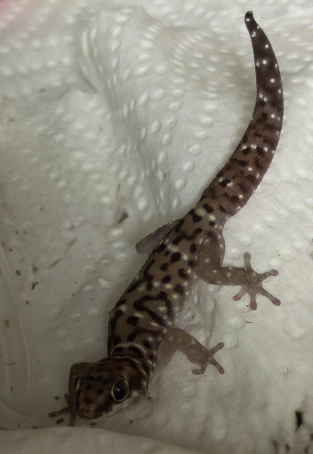 Thick toed tiger geckos — Pets & Animals in Rayleigh