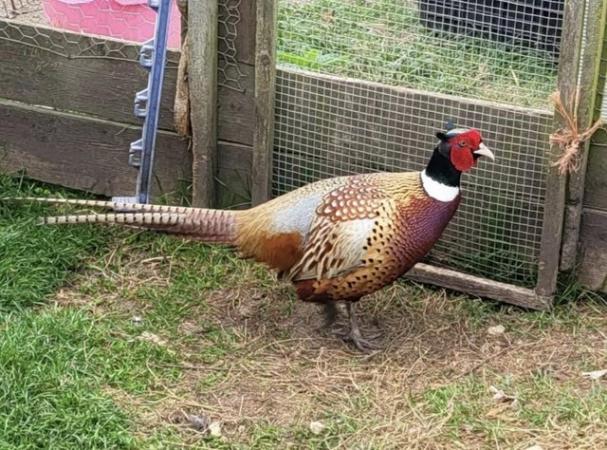 Image 2 of For Sale Pheasants Ringneck, Black and White