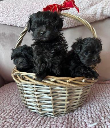 F1 Maltipoo puppies for sale male/females for sale in Chislehurst, Kent - Image 3