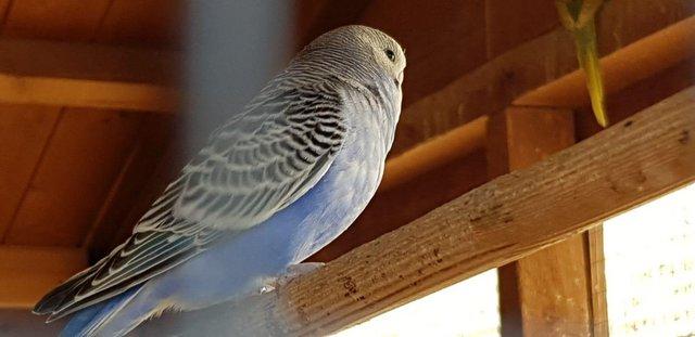Image 8 of Budgies for sale variety of colours