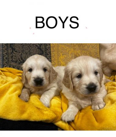 Image 3 of ??Golden Retriever puppies Ready to leave mid April