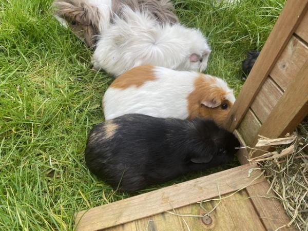 Image 6 of Baby Guinea pigs - males
