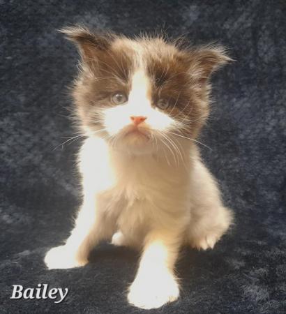 Image 1 of GCCF&TICA Registered Pedigree Maine Coon Kittens