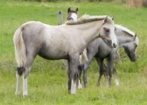 Image 1 of Ponies, do you have an Aquilas prefix pony?