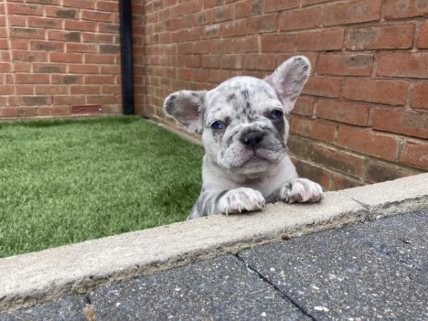 Image 12 of STUNNING LILAC ISABELLA MERLE FRENCH BULLDOGS KC