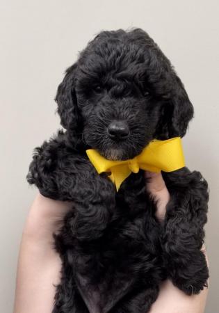 Image 18 of ££ REDUCED MULTI GENERATION MINIATURE LABRADOODLE DNA TESTED