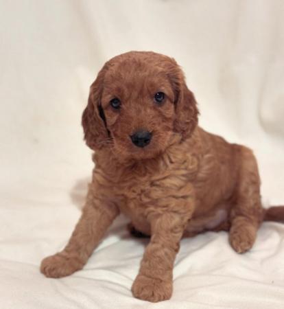 Image 8 of Stunning Cockapoo puppies raised in a family home