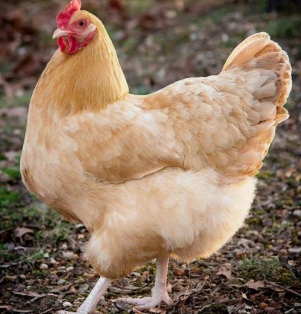Image 3 of Buff Orpington chicken - rare breed chickens