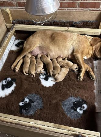 Image 13 of gorgeous fox red Labrador puppies , last 2 available
