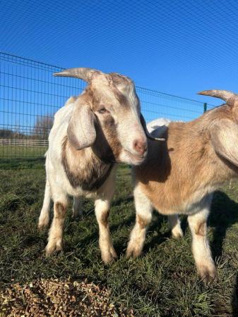 Image 3 of 6 month old male goats for sale
