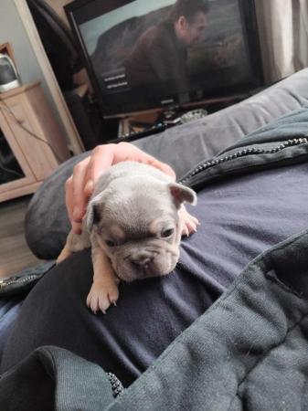 Image 7 of French bull dog puppies kc registered