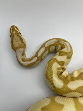 Image 2 of Banana,Pastel, Lesser, YB CB22 Ball Python