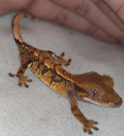 Image 14 of baby crested Geckos for sale..