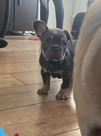 Image 5 of Beautiful French Bulldog male for sale