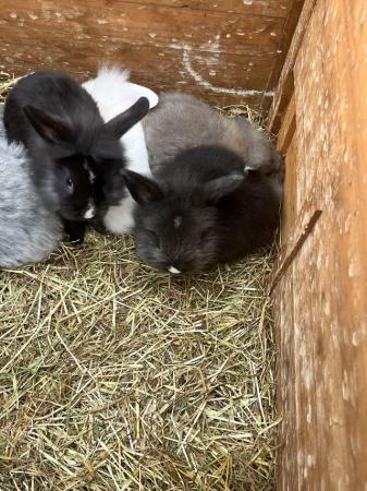 Image 2 of Baby rabbits/bunnies ready now
