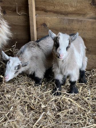 Image 3 of pigmy goat kid for sale (weather)