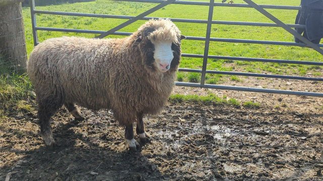 Image 3 of Coloured dorset yearling ram
