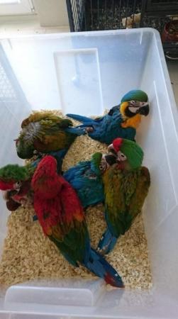 Image 4 of Supertame hand-reared baby Blue & Gold Macaws