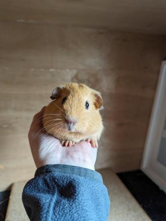 Image 4 of Pretty pair of baby male guinea pigs available