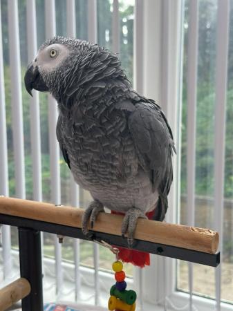 Image 3 of African Grey Parrot Tame and Talking!