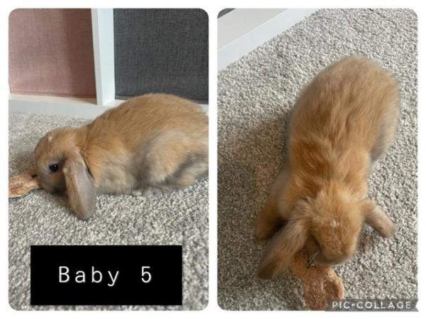 Image 4 of Baby Mini Lop Rabbits only two left - READY NOW