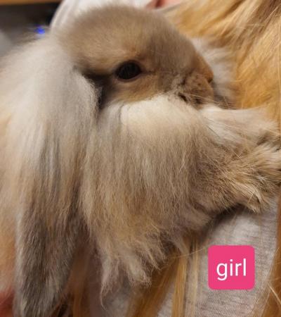 Image 4 of 12 week old lion head x french lop rabbits for sale