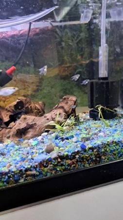 Image 5 of Platies, mollies and Angel fish for sale