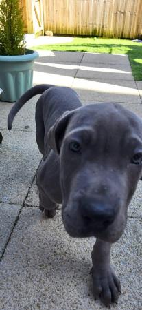 Image 28 of Adorable KC Blue Great Dane puppies READY NOW!!