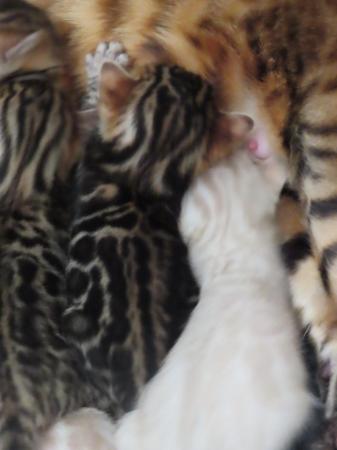 Image 3 of TICA Bombproof Family Bengal Kittens Ready Now