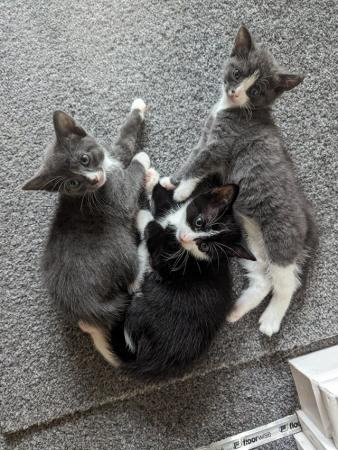 Image 3 of Grey and black kittens in frodsham