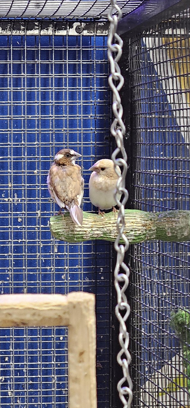 Preview of the first image of Zebra finches available males and females.