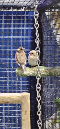 Image 1 of Zebra finches available males and females