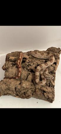 Image 2 of CB23 male Hypo 66% het Blood/Kahl