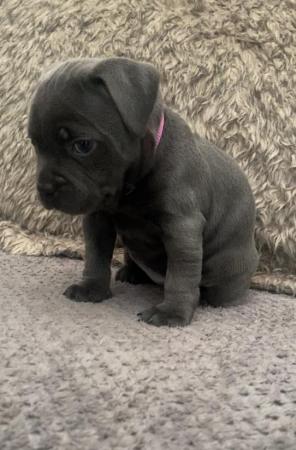 Image 3 of Blue kc staffy/ Staffordshire bull terrier puppies
