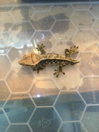 Image 5 of Harlequin Dalmatian crested gecko £80 Each