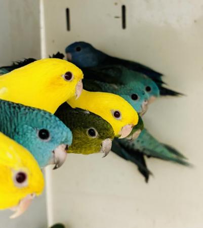 Image 5 of lineolated Parakeets available