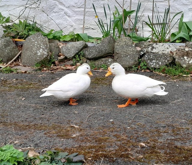 Preview of the first image of Family of 8 white Call Ducks for sale.