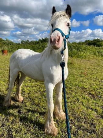 Image 12 of Easy Cob Foal etm 13.2hh Riding Pony/1st Ridden/Ride & Drive