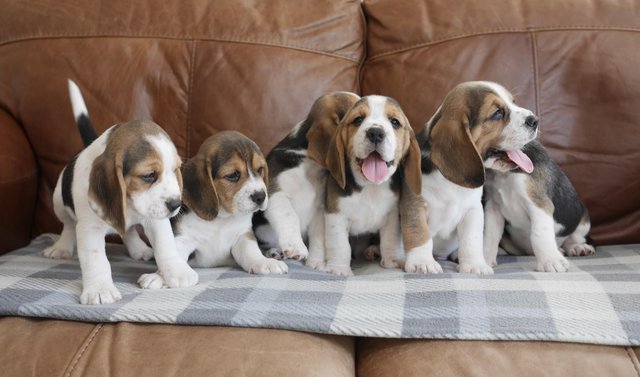Image 1 of Beautiful Health Tested Beagle Puppies