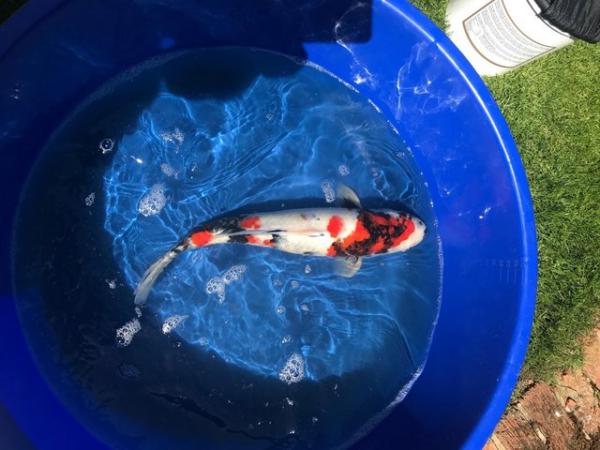Image 4 of 12 Japanese Koi for sale