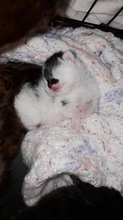 Image 5 of 2 female Long Haired Mainecoon Cross Kittens