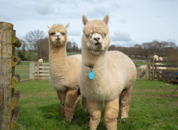 Image 1 of 2 Male Huacaya Alpacas (Oberon & Loki) For Sale
