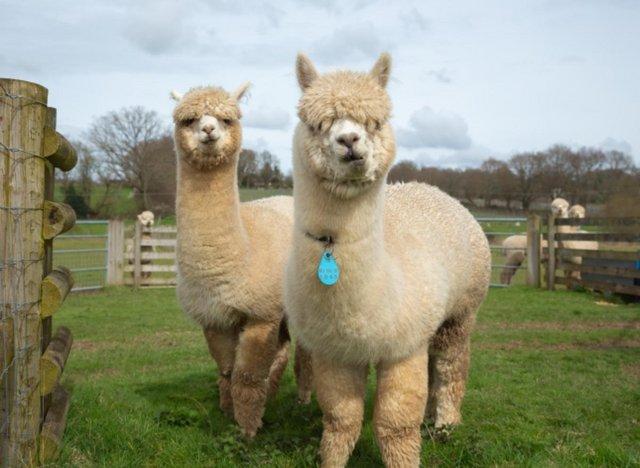 Preview of the first image of 2 Male Huacaya Alpacas (Oberon & Loki) For Sale.