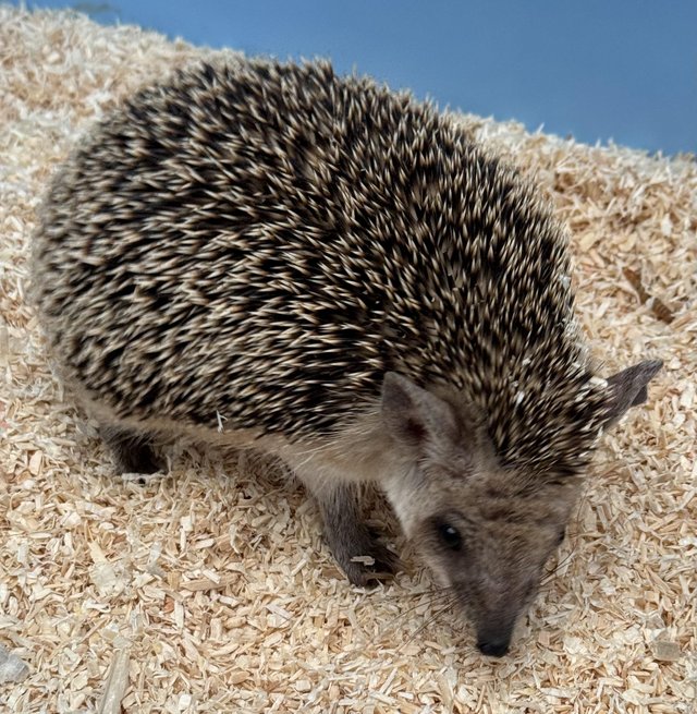 Preview of the first image of Male long eared hedgehog.