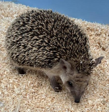 Image 1 of Male long eared hedgehog
