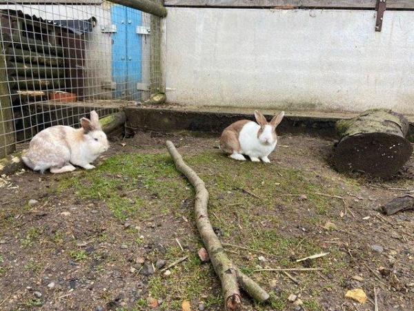Image 5 of Well handled rabbits for sale Giants, mini lops &  Dutch X