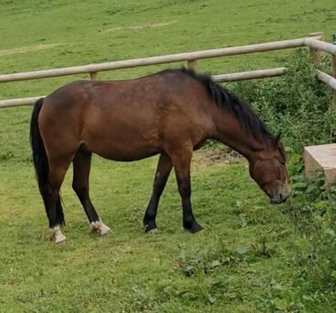 Image 3 of 13.2hh 3 year old - easy project pony